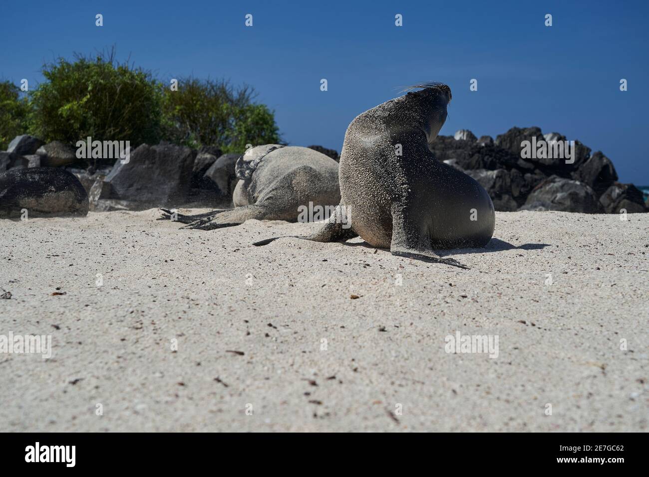 Galápagos sea lion, Zalophus wollebaeki, smallest sea lion species. sea lion sun bathing lying on the sandy beach of the Galapagos Islands, Ecuador, S Stock Photo