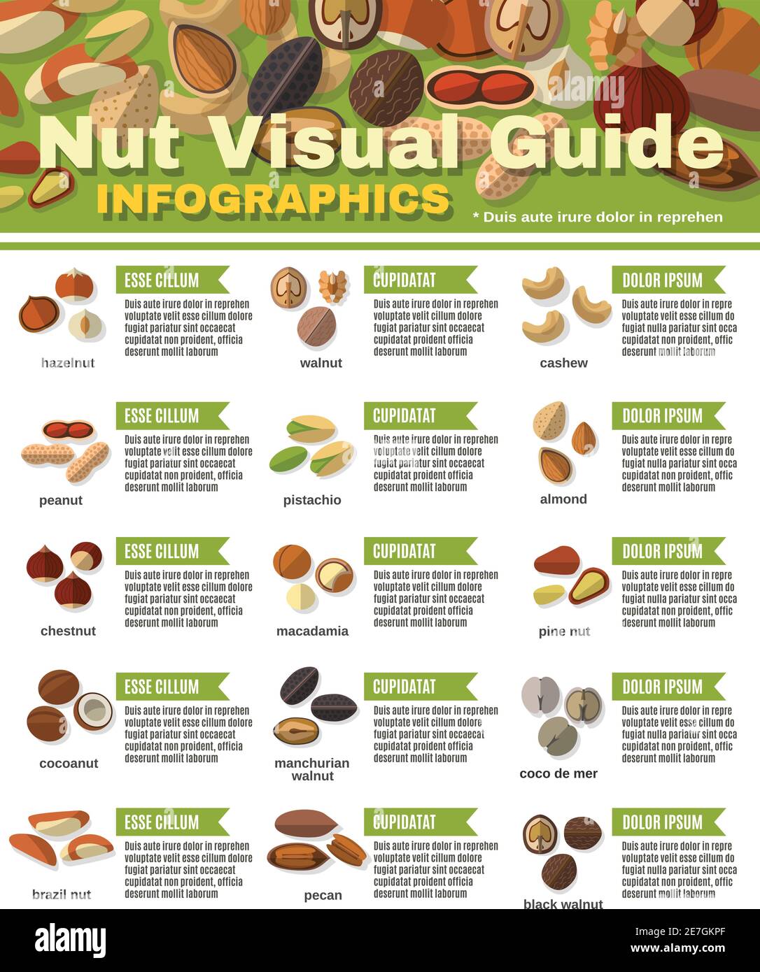 Nut Classifications Nuts infographics set with peanut hazelnut pistachio walnut vector ...