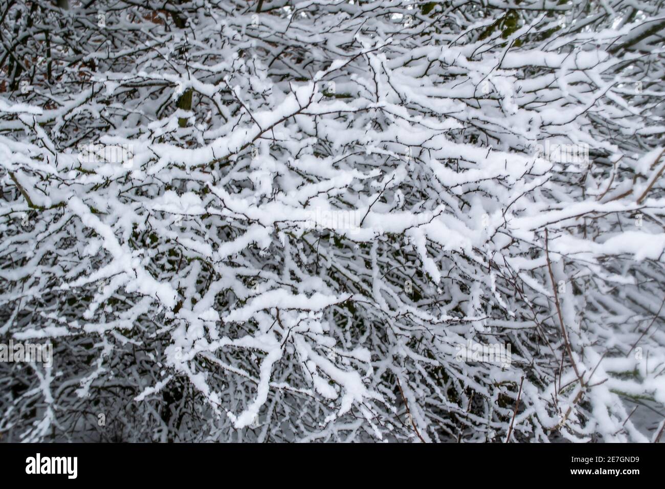 Twiggy bush covered in snow Stock Photo - Alamy