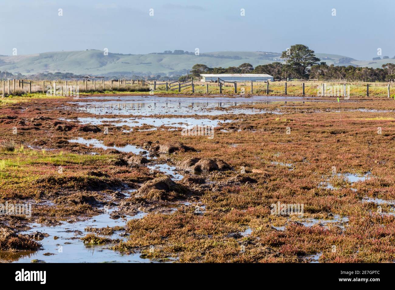 Damaged vegetation at a tidal saltmarsh due to cattle grazing and trampling. Stock Photo