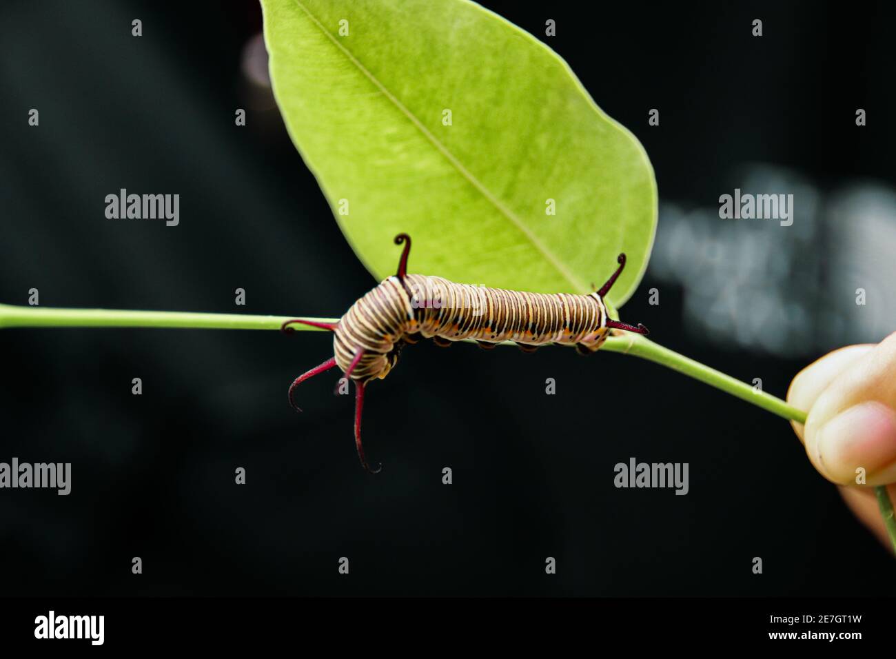 Selective focus shot a caterpillar on a green leaf branch Stock Photo ...