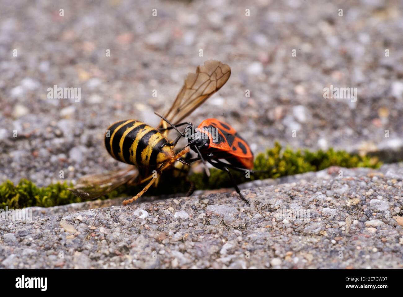 Vespula germanica, European wasp, German wasp, or German yellowjacket is feeding on Pyrrhocoris Apterus, firebug, red firebug, linden, sap sucking, re Stock Photo