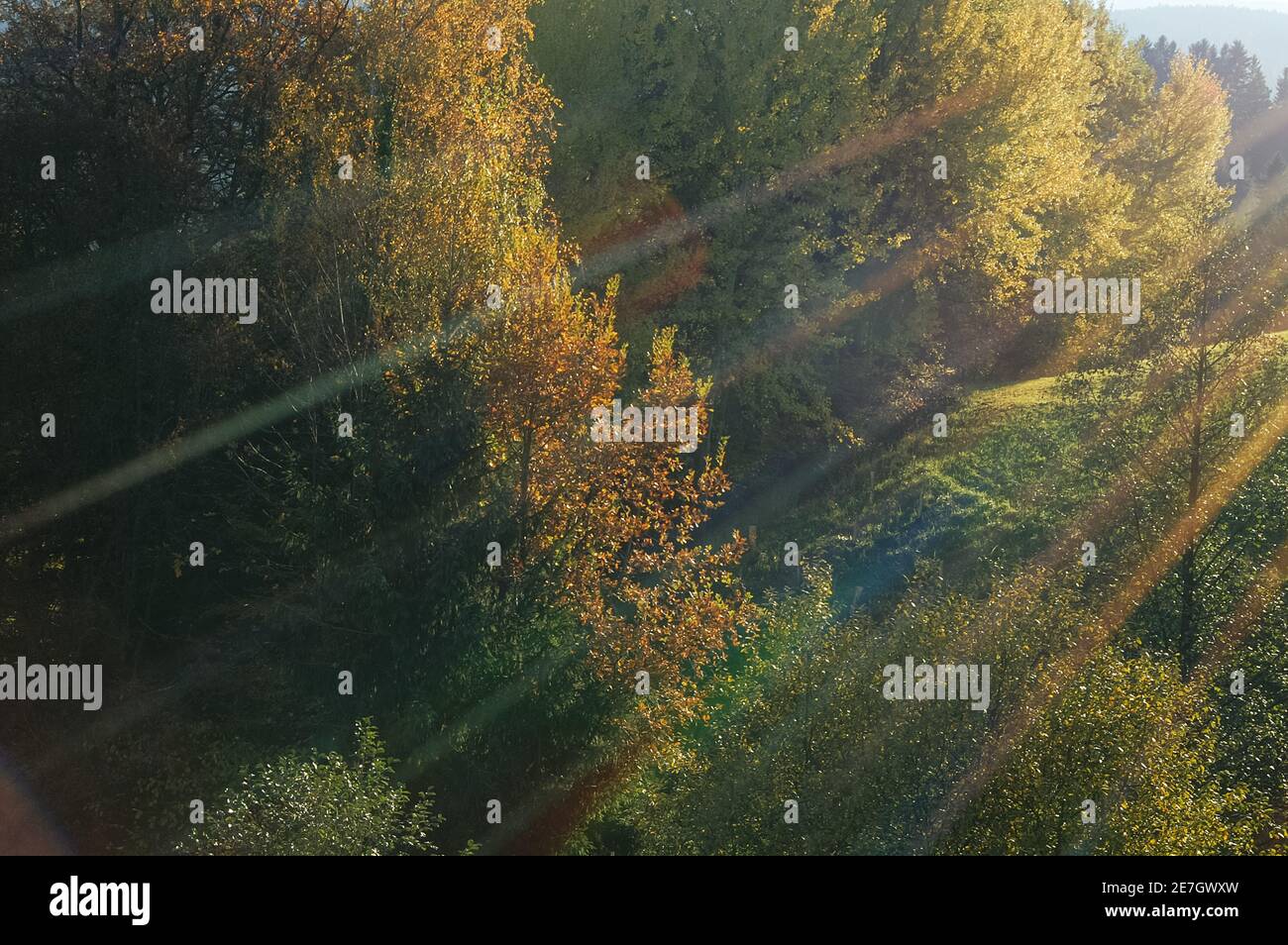 Autumn trees with rays of sunlight slanting in Stock Photo