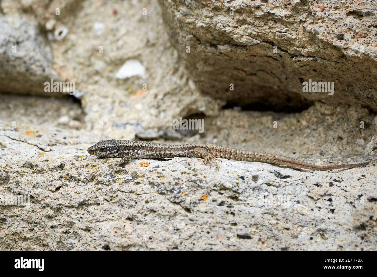 Common wall lizard sunbathing (Podarcis Muralis) Stock Photo