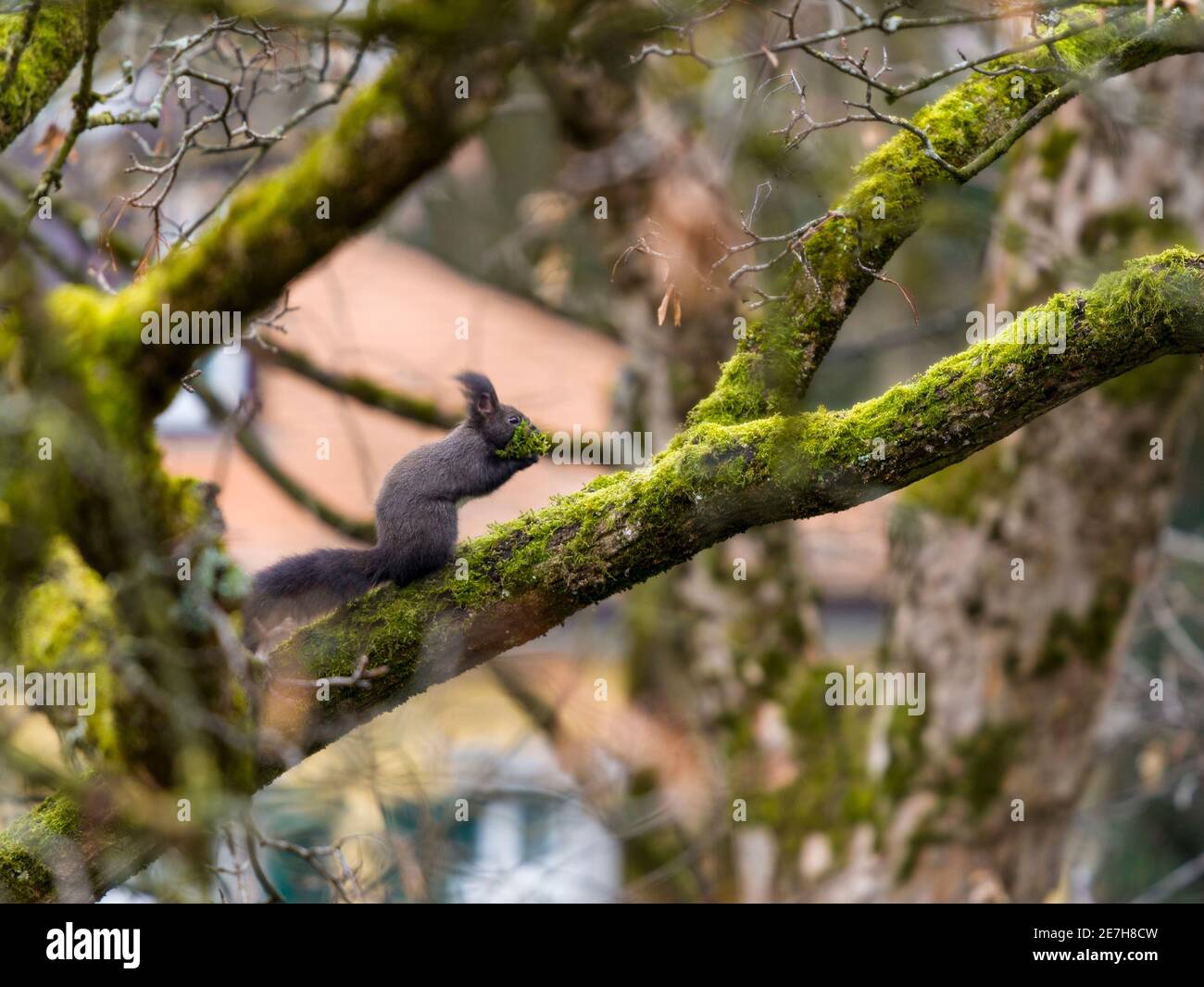 winter preparations of wild squirrel on moss-covered tree - eye level Stock Photo