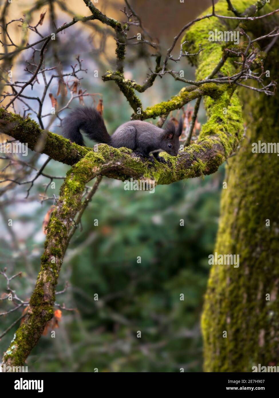 wild squirrel on moss-covered tree - eye level Stock Photo