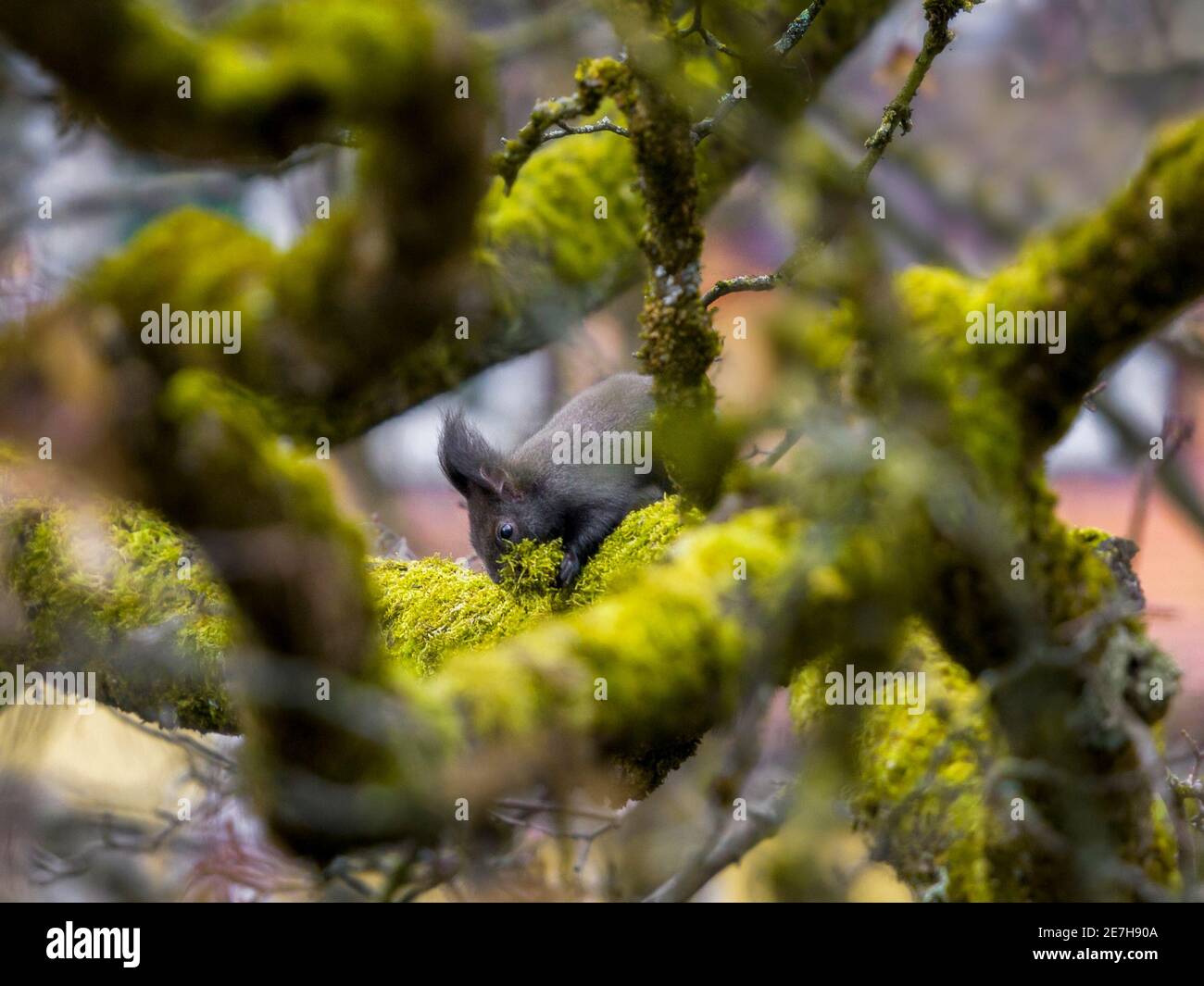 winter preparations of wild squirrel on moss-covered tree - eye level Stock Photo