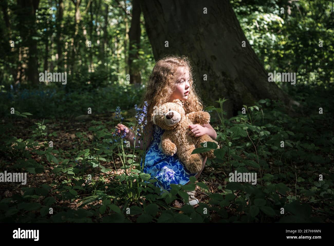 Beautiful young girl long curly hair in blue dress lit by sunshine holding bluebell and teddy bear in dark eerie creepy old woodland forest alone Stock Photo