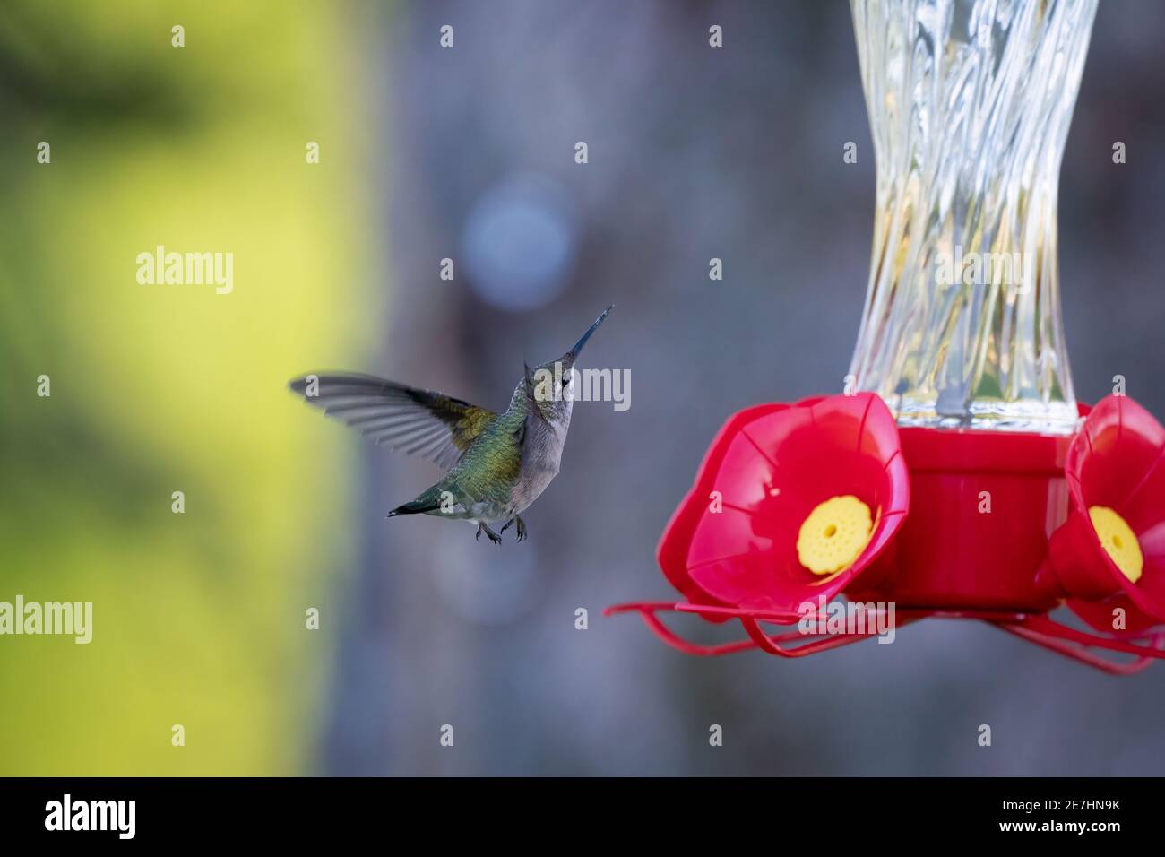 Humming Bird landing at feeder Stock Photo