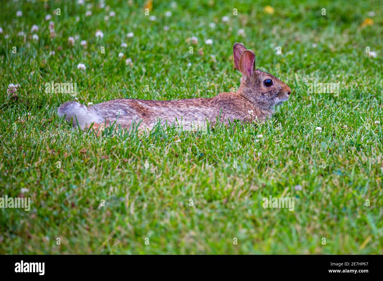 Eastern cottontailed rabbit hires stock photography and images Alamy