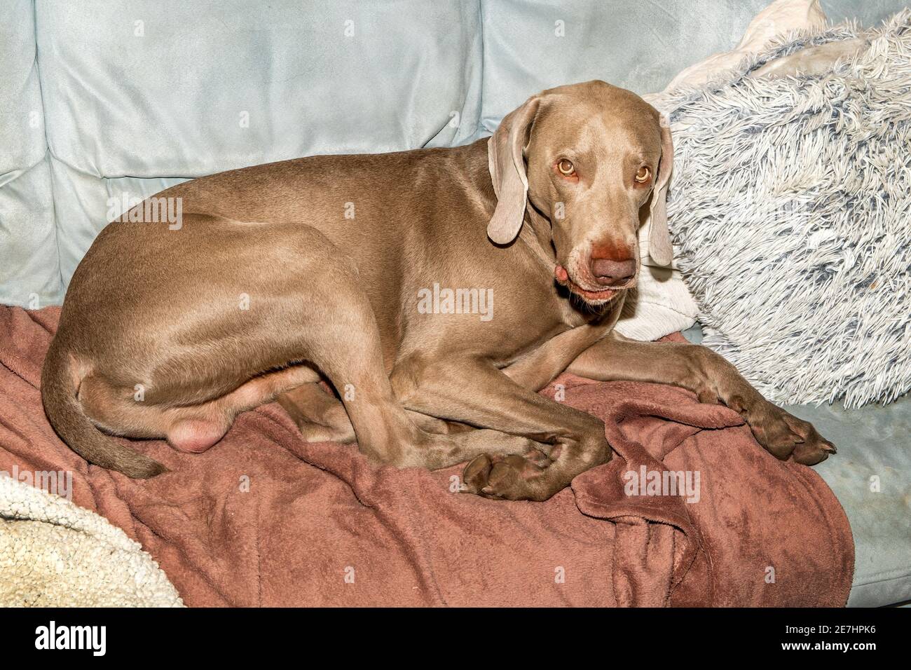 weimaraner dog lies dreamily on the couch. A very sleepy weimaraner dog lays on a fleece blanket on top of a couch. Stock Photo