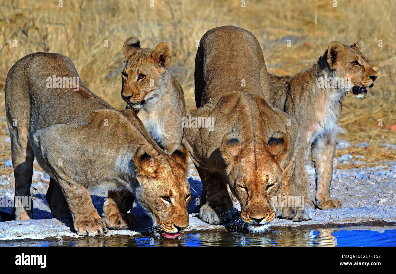 Pride of Lions drinking from a sunlit waterhole in Etosha National Park, Namibia Stock Photo