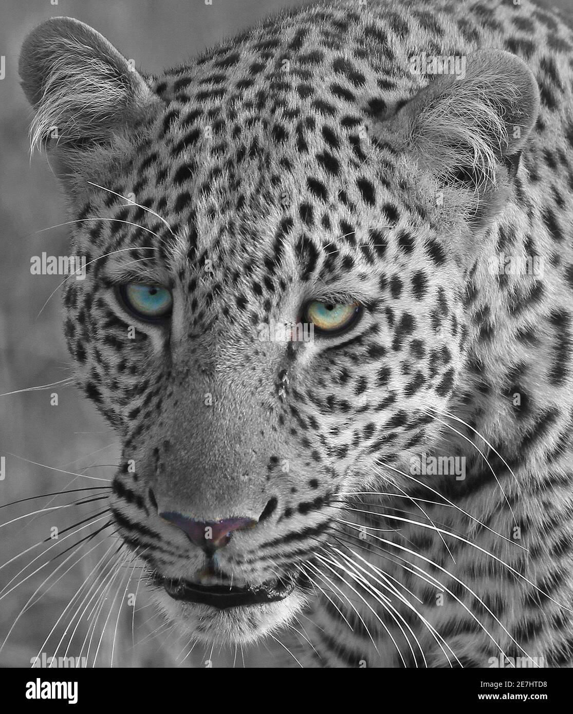 Orange cat with white spots hires stock photography and images Alamy