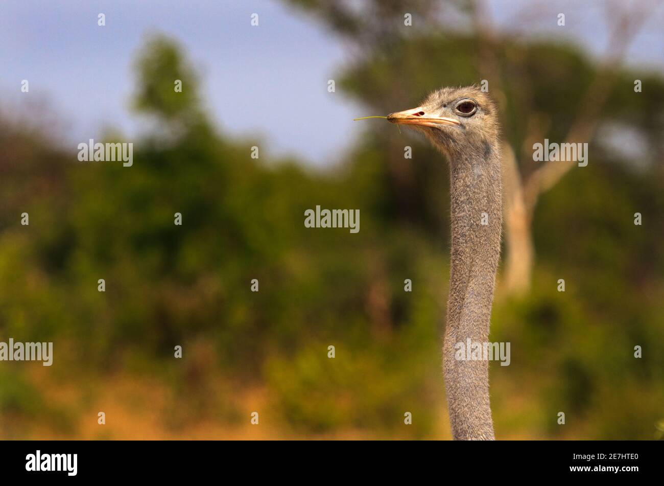 Close upon Ostrich Head and neck Stock Photo