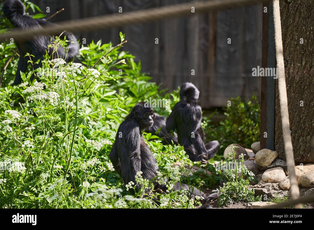 ateles fusciceps, Spider monkeys are New World monkeys belong to genus Ateles, subfamily Atelinae, family Atelidae and found in tropical forests of Ce Stock Photo