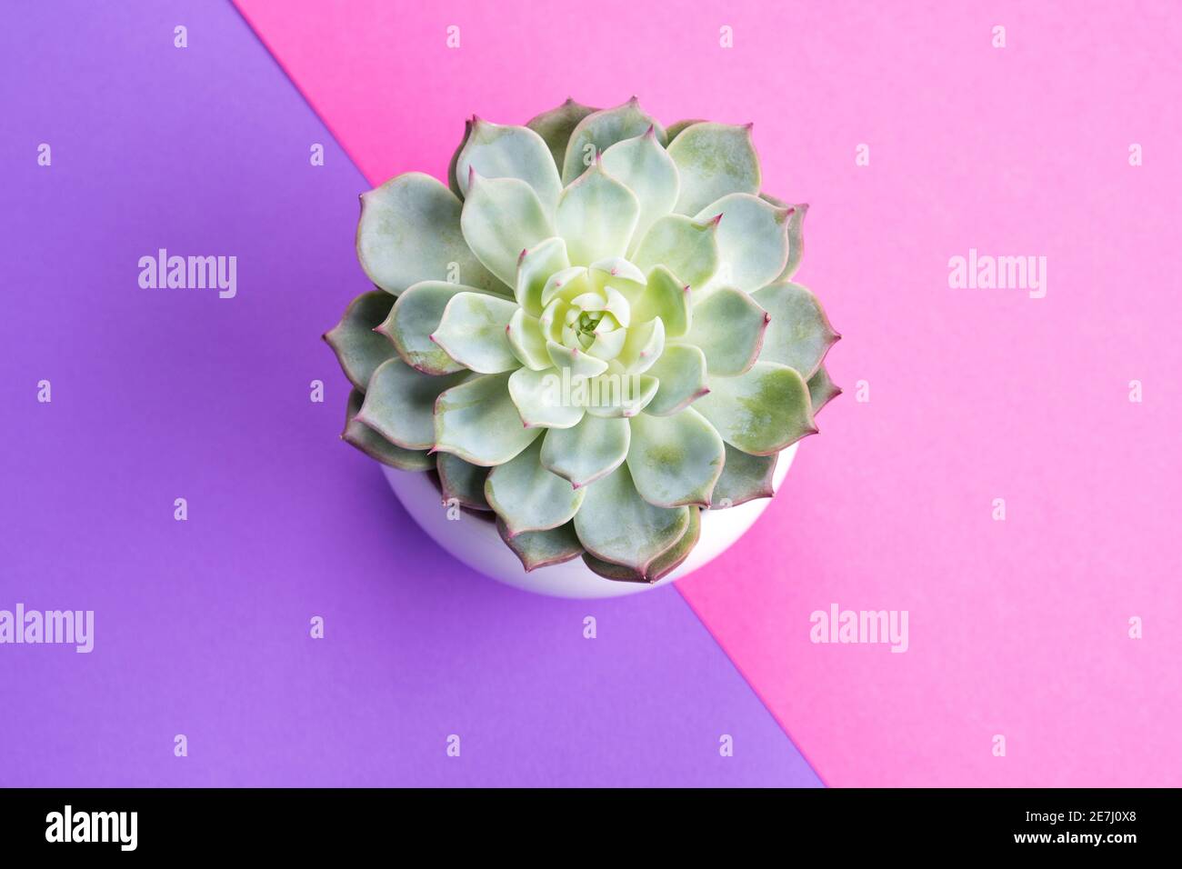 Succulent plant on split purple and pink background Stock Photo - Alamy