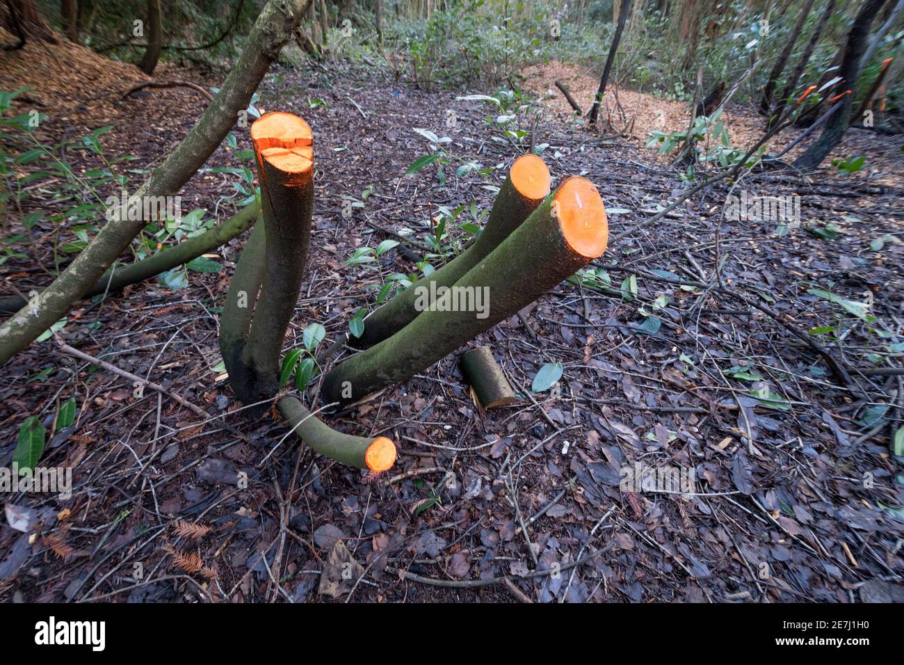 Coppicing laurel (with pruning paint applied ) A  traditional method of woodland management by cutting branches to encourage new shoots from the roots Stock Photo