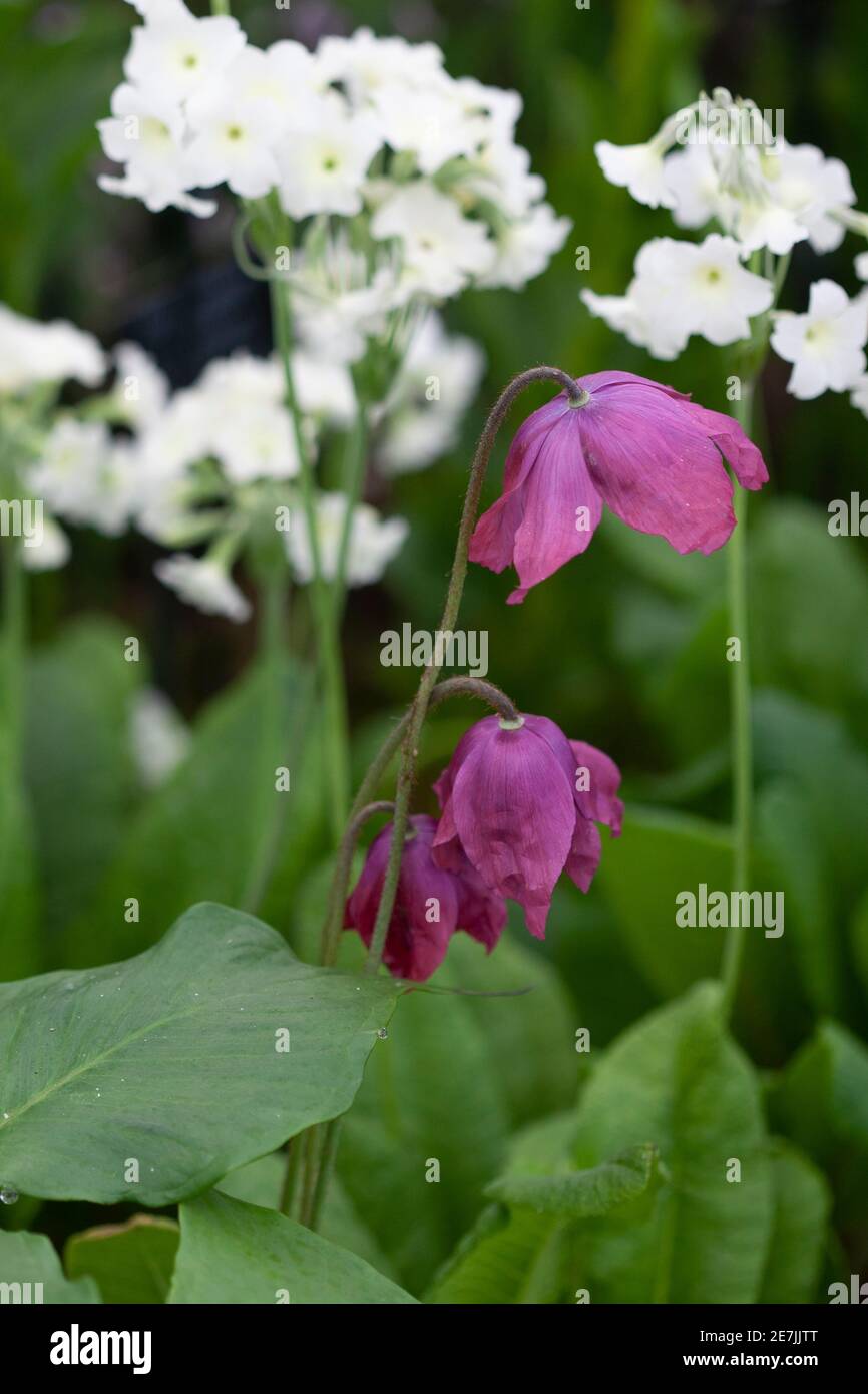 Meconopsis x cookei 'Old Rose' Stock Photo Alamy