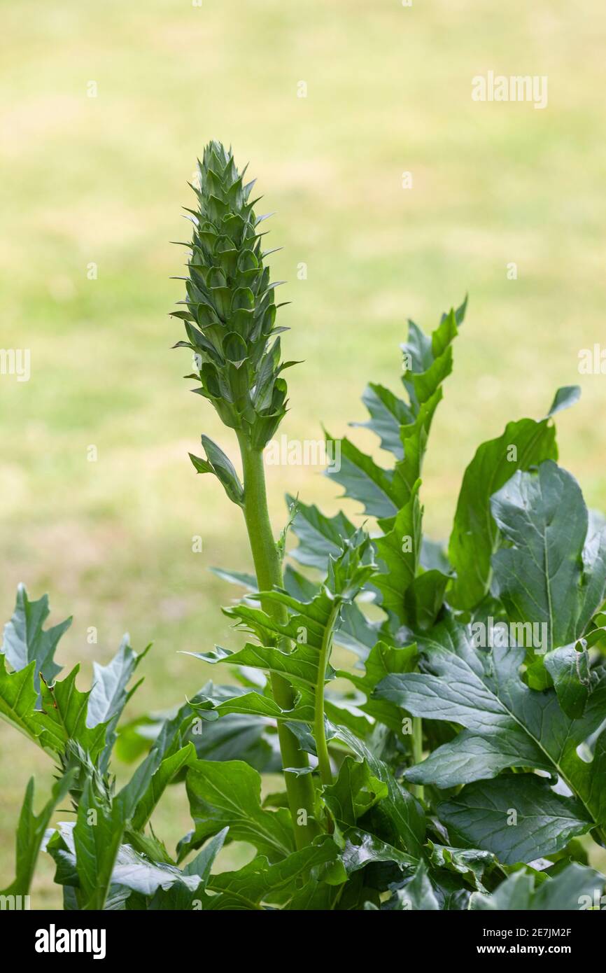 Acanthus spinosus in private garden in Four Oaks, West Midlands Stock Photo