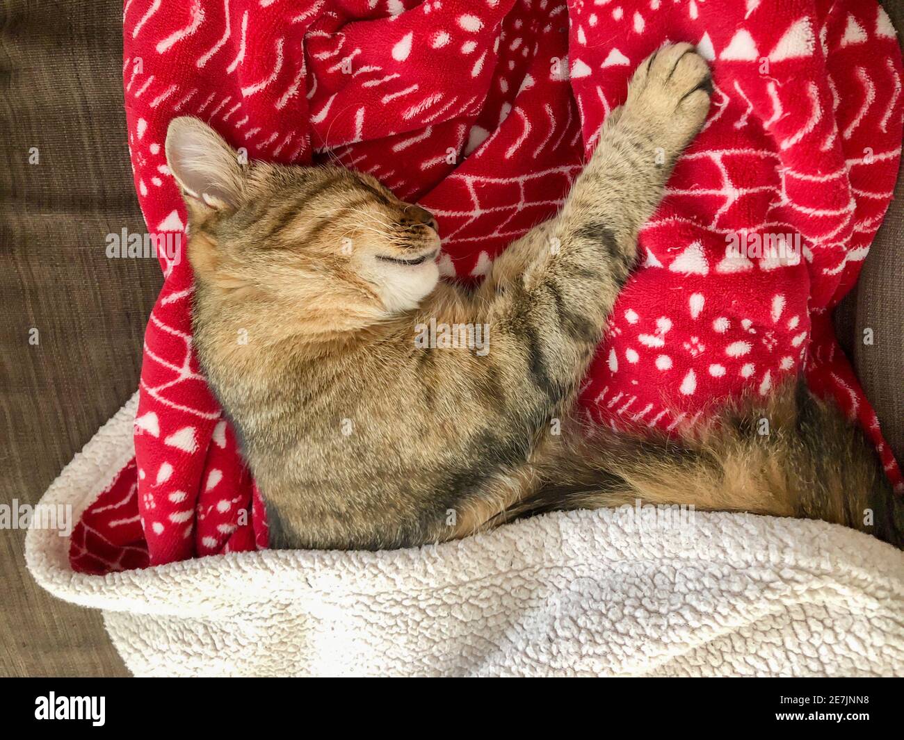 closeıp of a cute tabby cat sleeping under a blanket on sofa Stock