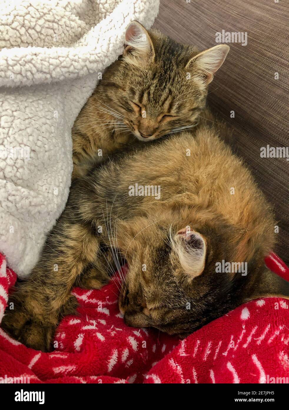 two lovely kittens sleeping under blanket on bed Stock Photo