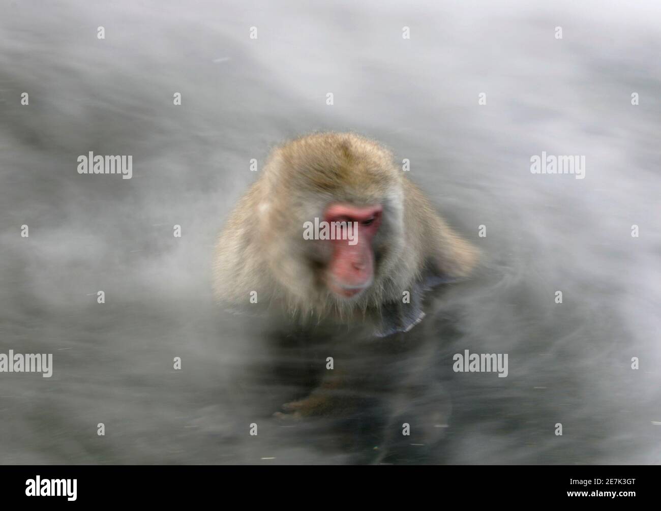 Japanese monkey month hi-res stock photography and images - Alamy