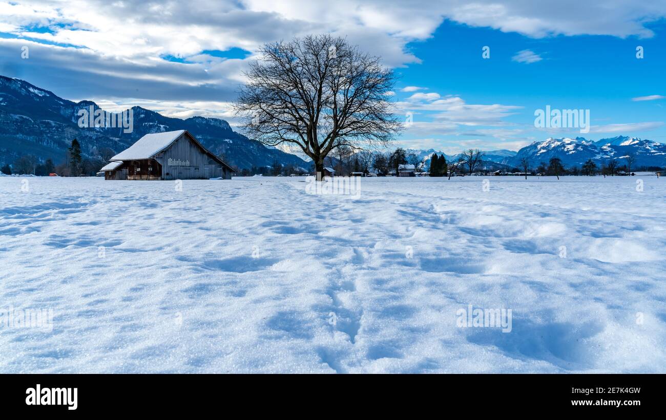 Winterlandschaft im Rheintal, Bäume neben Heustadel mit verschneiten Bergen im Hintergrund.Winter landscape, Rhine Valley, trees next to a hay barn Stock Photo