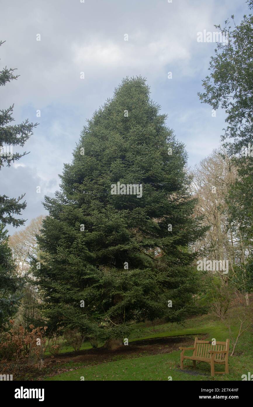 Winter Foliage of an Evergreen Conifer Spanish Fir Tree (Abies pinsapo) with a Bright Cloudy Sky Background Growing in a Woodland Garden in Devon Stock Photo