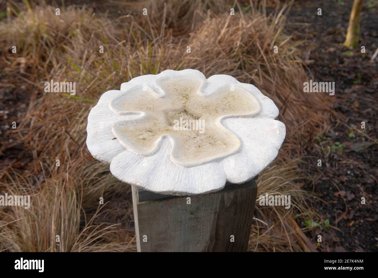White Stone Bird Bath Surrounded by Winter Foliage of an Ornamental Grass in a Herbaceous Border in a Country Cottage Garden in Rural Devon, England Stock Photo