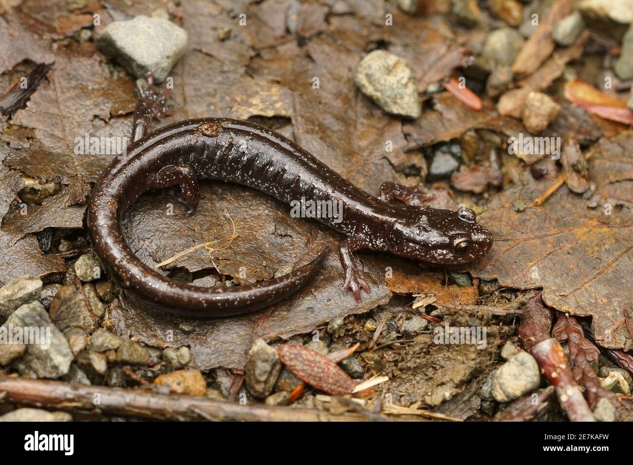 Close up of the black form of Western redback salamander, Plethodon vehiculum Stock Photo