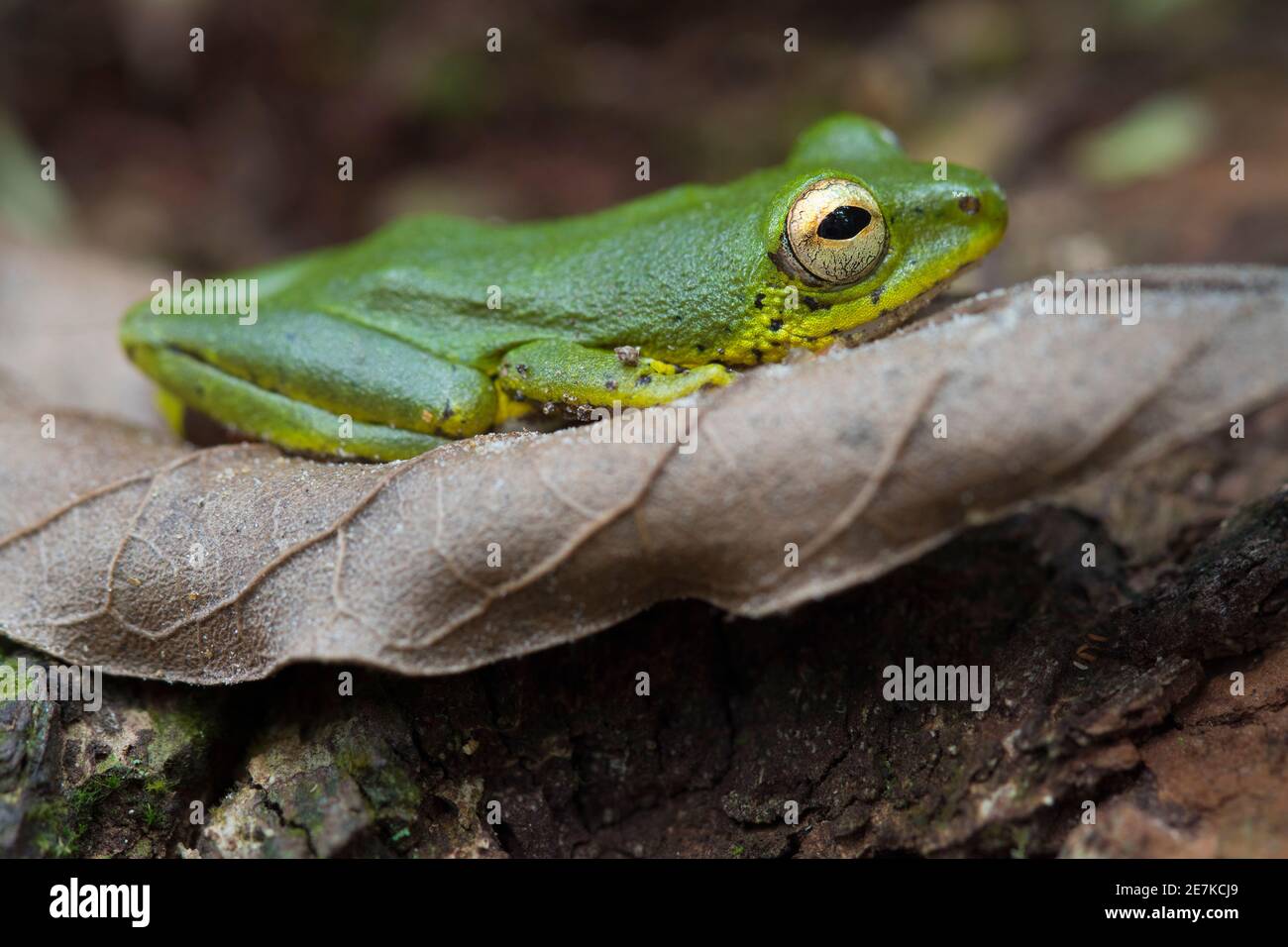 African reed frog (Hyperolius cinnamomeoventris) Loango National Park