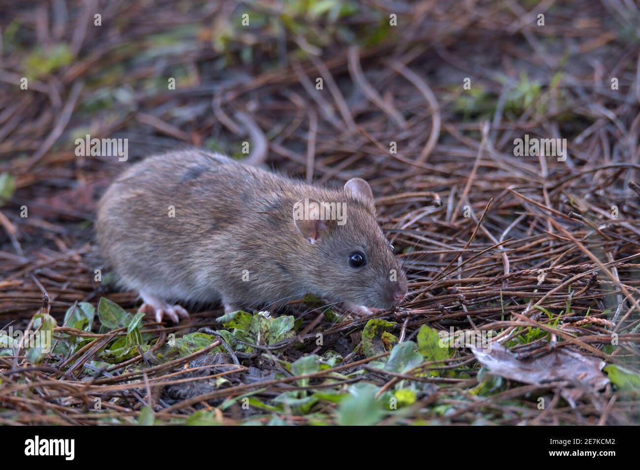 Brown Rat foraging for food on the woodland floor. Stock Photo