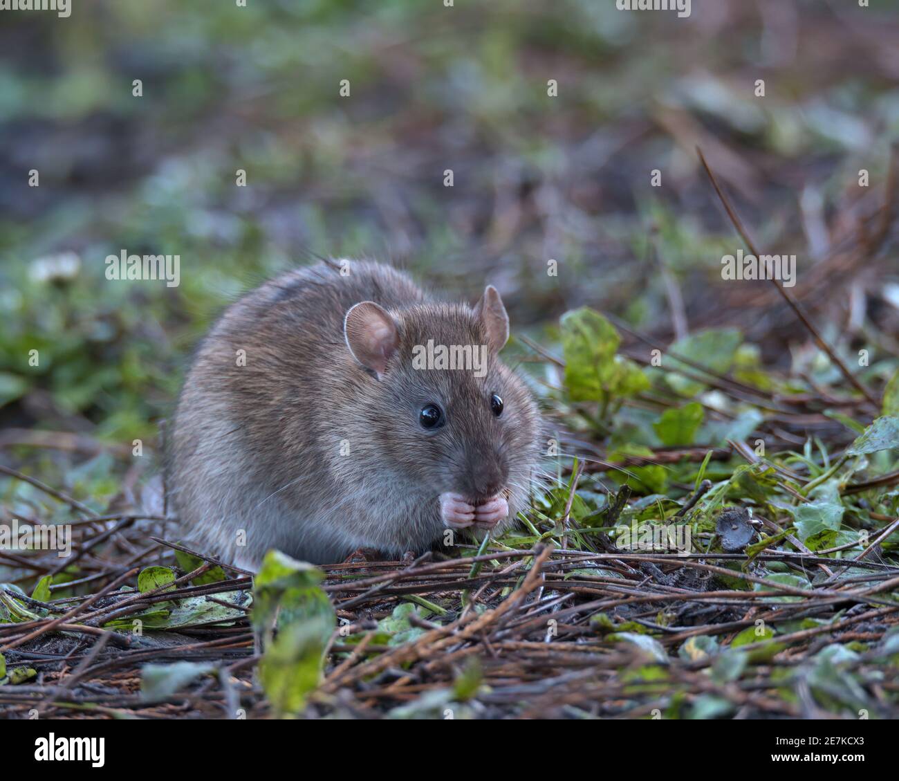 Brown Rat foraging for food on the woodland floor. Stock Photo