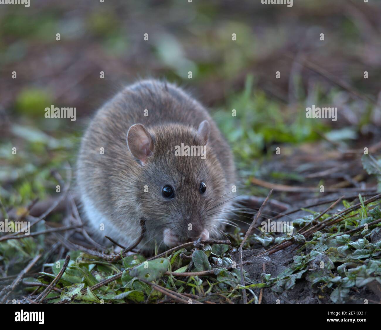 Brown Rat foraging for food on the woodland floor. Stock Photo