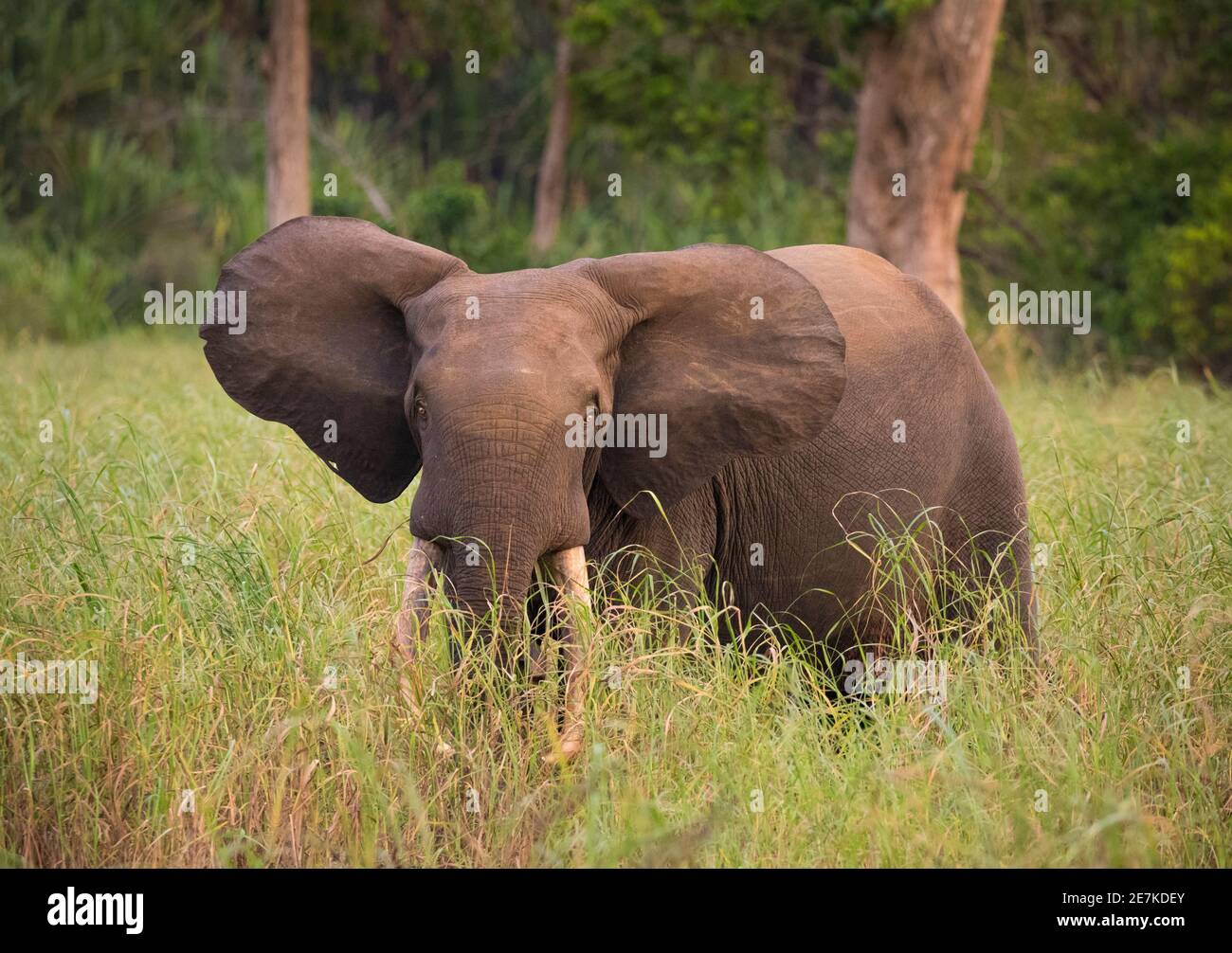 African forest elephant (Loxodonta cyclotis) male in long grass, Akaka, Loango National Park, Gabon. Stock Photo