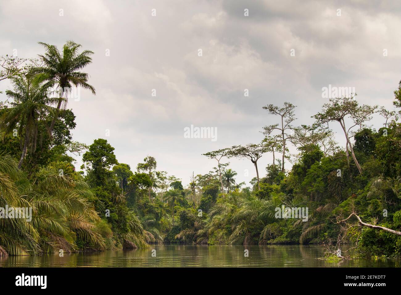 Tropical rainforest along Rembo Ngowe river, Akaka, Loango National Park, Gabon. Stock Photo