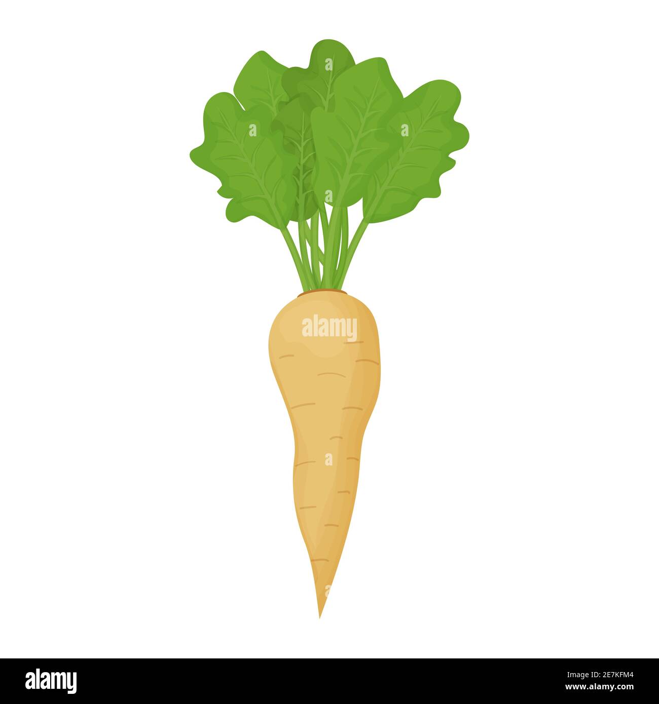 Cartoon horseradish Stock Vector Images Alamy