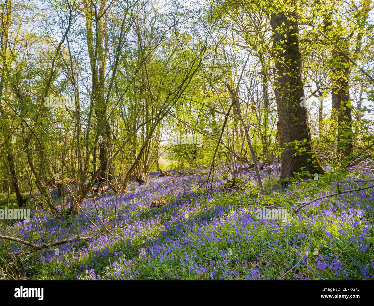 Common Bluebells (Hyacinthoides non-scripta) in ancient woodland, High Weald AONB, West Sussex, UK. April Stock Photo