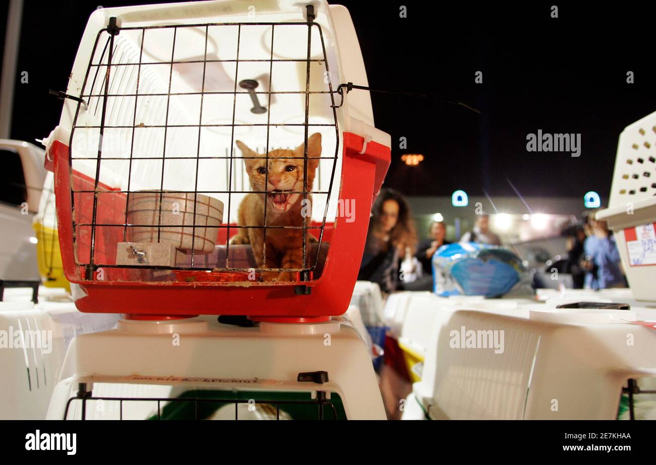 A rescued cat from Lebanon waits to be loaded on a truck after arriving by cargo jet at McCarran International Airport in Las Vegas September 26, 2006. About 300 dogs and cats, displaced by the recent war between Israel and Hezbollah militants, are enroute to the Best Friends Animal Sanctuary near Kanab, Utah. The rescue program was organized after Lebanon's only humane society, Beirut for the Ethical Treatment of Animals (BETA), was overwhelmed with displaced pets, organizers said. REUTERS/Steve Marcus (UNITED STATES) Stock Photo