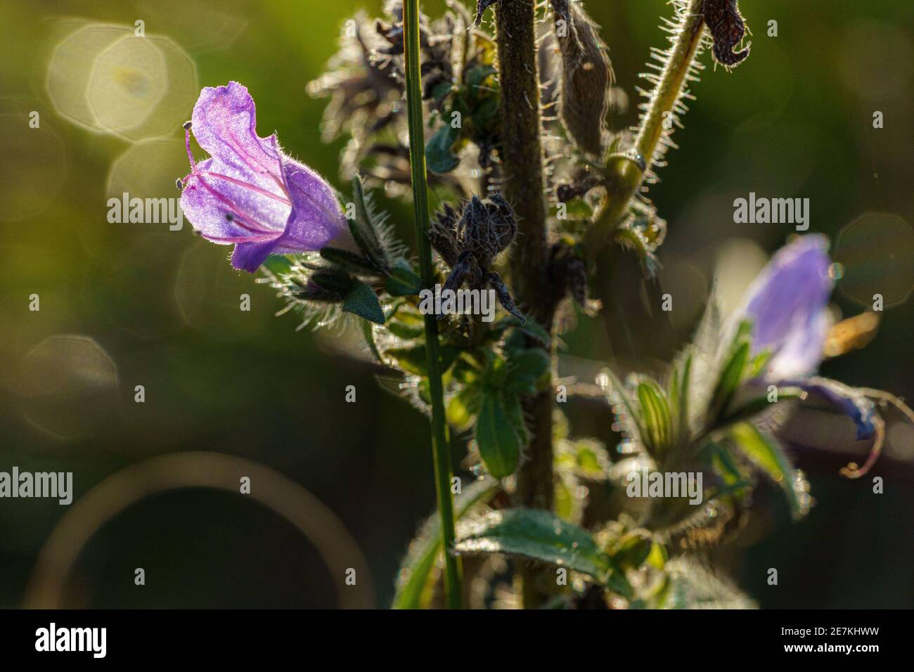 Purple calyx of wild plants against a beautifully lit bokeh of natural sunlight Stock Photo