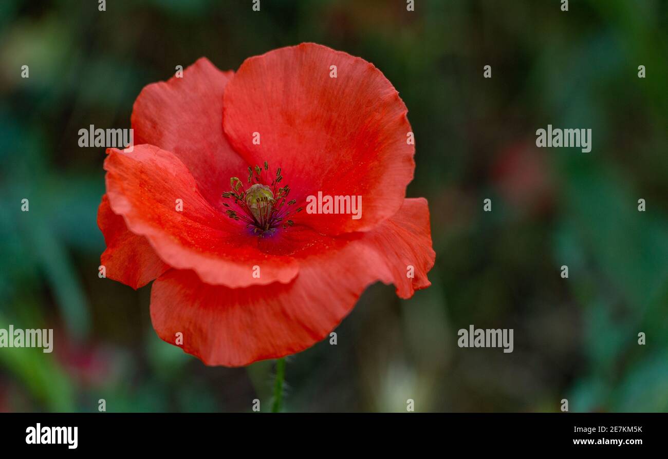 A close-up picture of a Long-Headed Poppy. Stock Photo