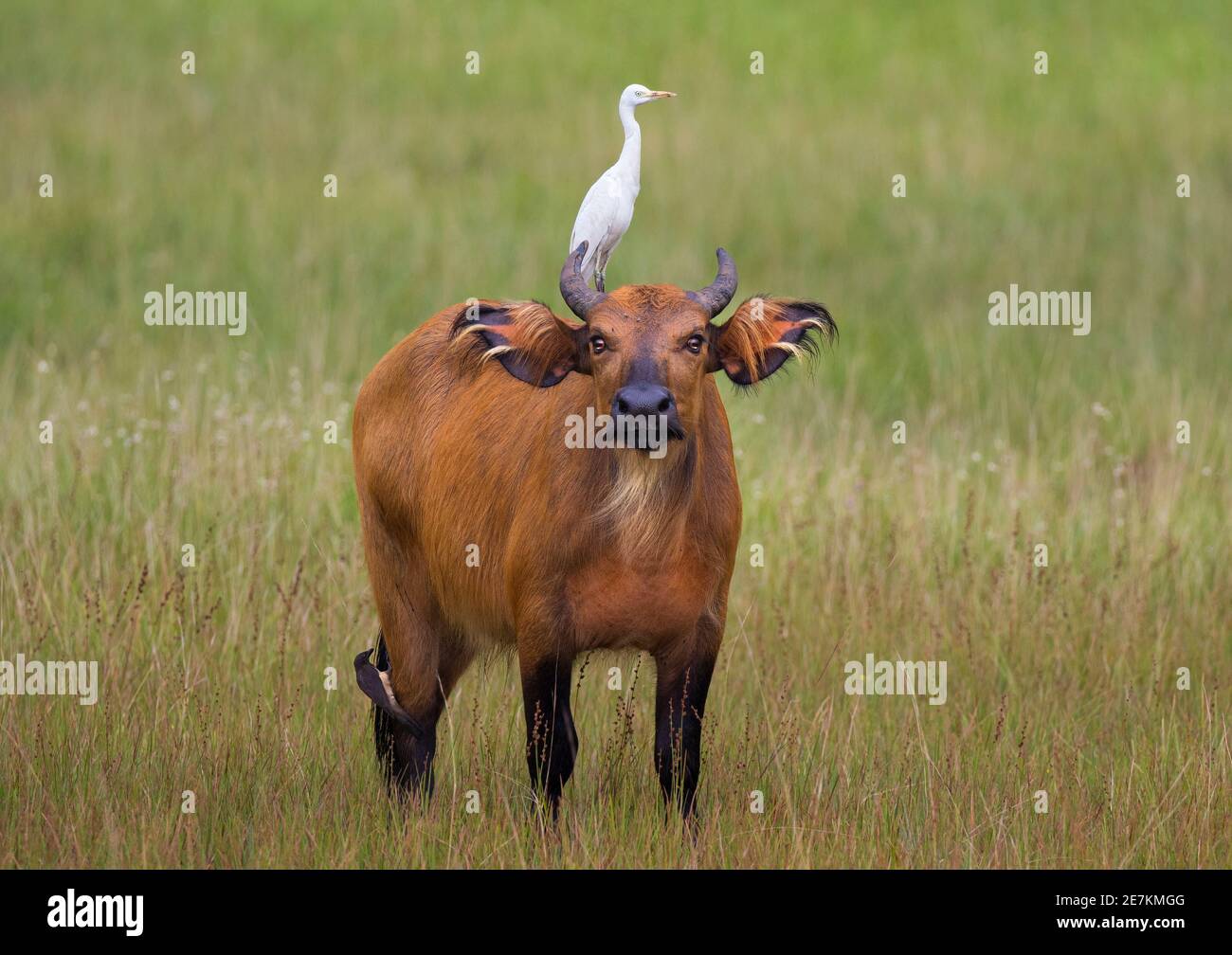 African Forest or Dwarf Buffalo (Syncerus caffer nanus) with Cattle Egret (Bubulcus ibis) on back, Loango National Park, Gabon, central Africa. Stock Photo