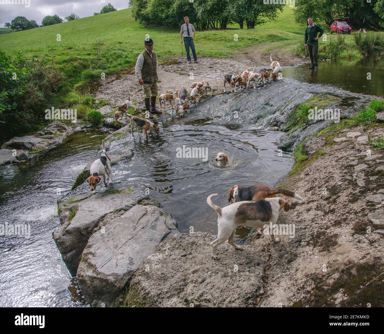 dogs swiming in the river on a hot day Stock Photo - Alamy