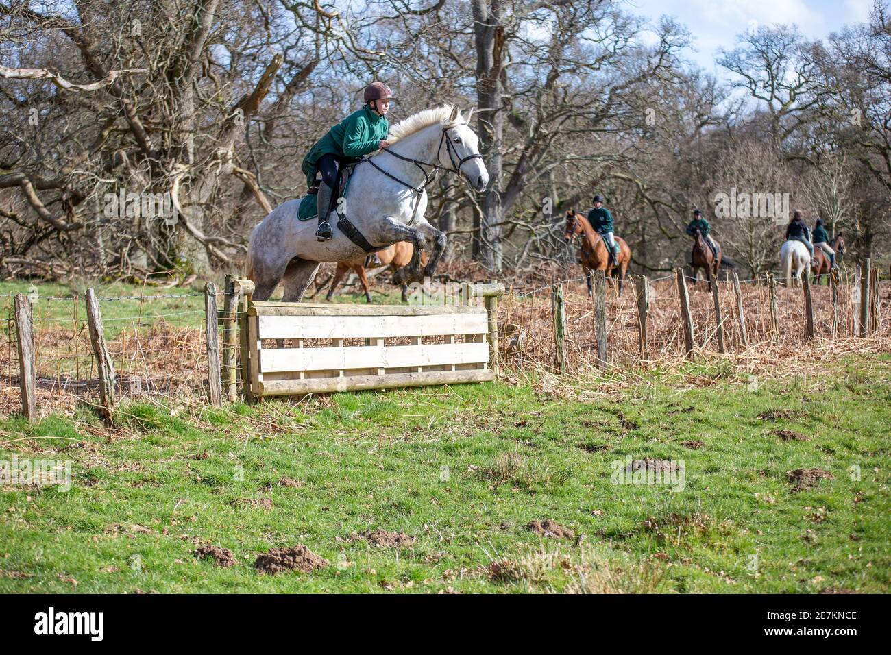 woman on horse going over jump on a drag hunt with border beagle hound club jumping a hunt rail near gregynog hall on a sunny day gray coloured horse Stock Photo