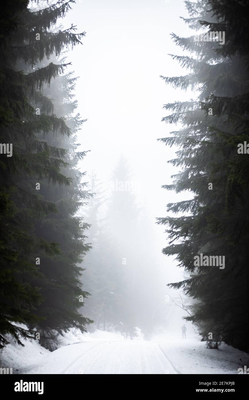 Dark mysterious landscape tree hi-res stock photography and images - Alamy