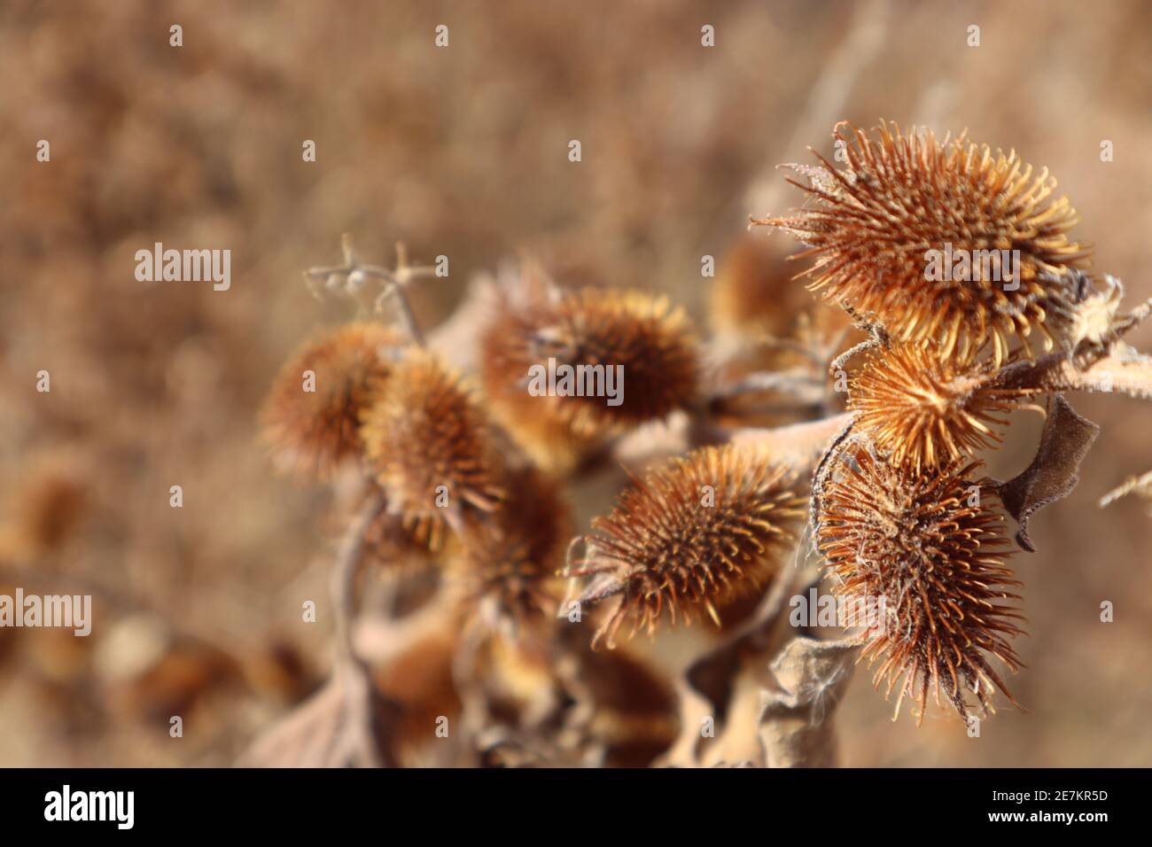 Burs stickers on a dried brown plant in the high desert town of Clarksdale, Arizona Stock Photo