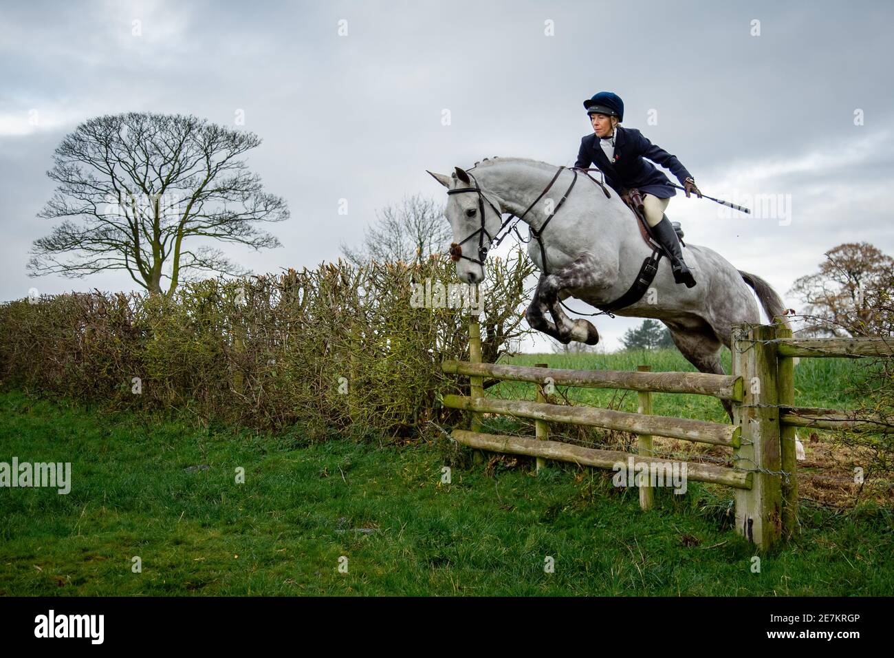 Lady on grey horse jumping a hunt rail jump whist out legally hunting on a grag hunt Stock Photo