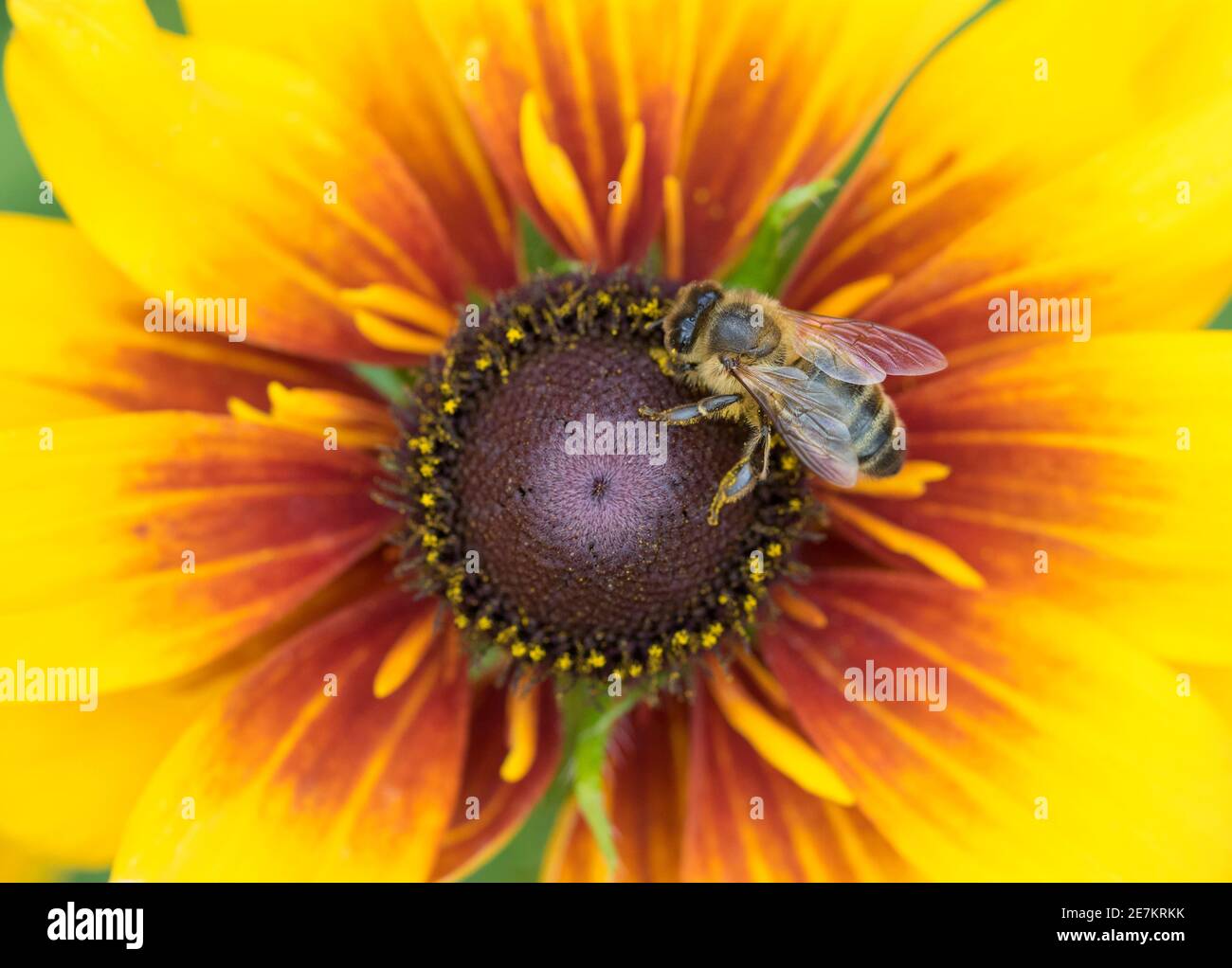 Honeybee (Apis mellifera) on Black-eyed Susan (Rudbeckia hirta) in garden, West Sussex, UK. Stock Photo