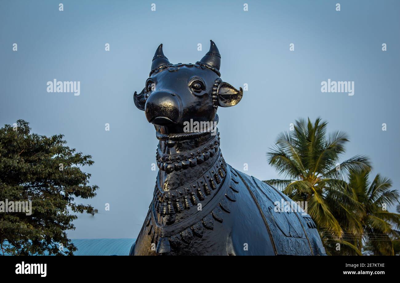 View of giant Nandhi statue in a temple, Kolar, Karnataka, India. Nandi is the gate-guardian deity of Kailasa, the abode of Lord Shiva Stock Photo