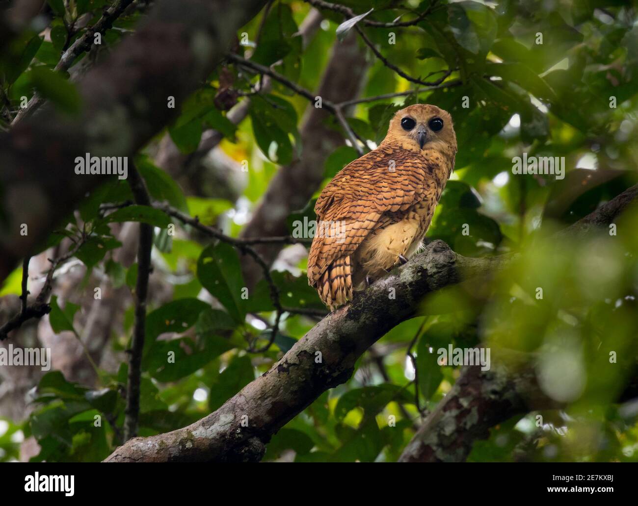 Pel's Fishing Owl (Scotopelia peli) Mpivie river, Gabon. Stock Photo